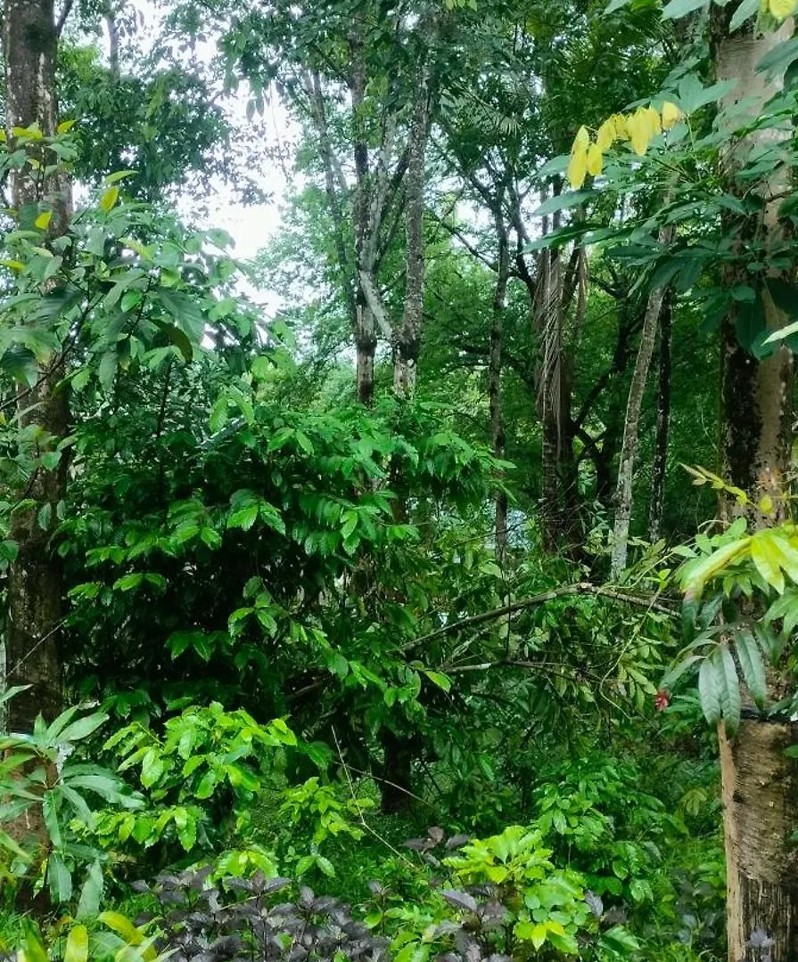 Jomon Chittethazhath Kochi 0*,